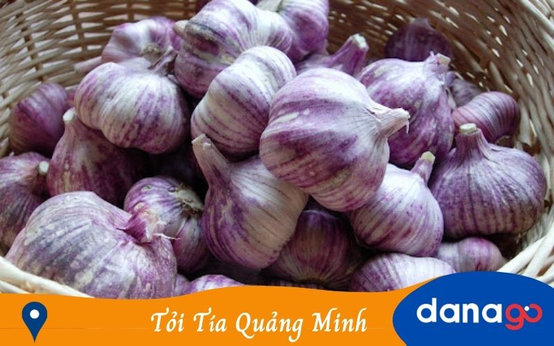 Tỏi Tía Quảng Minh