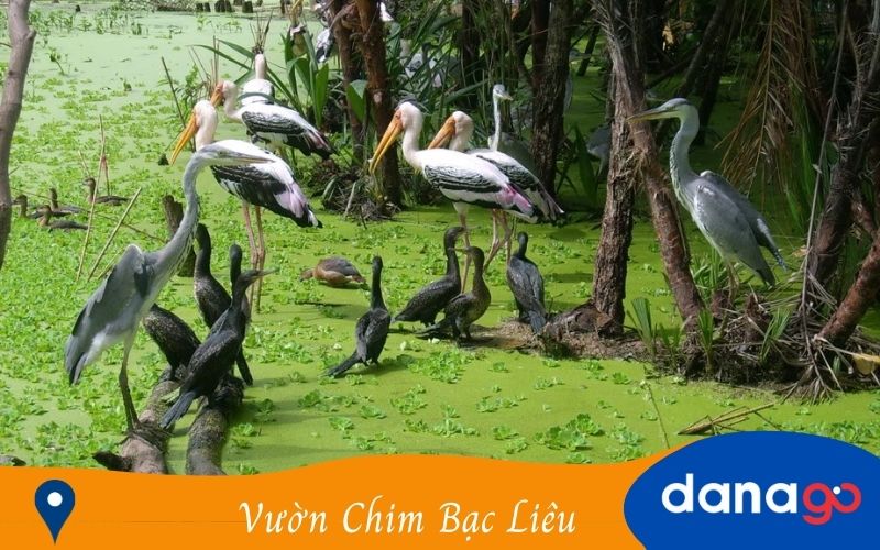 vườn chim bạc liêu