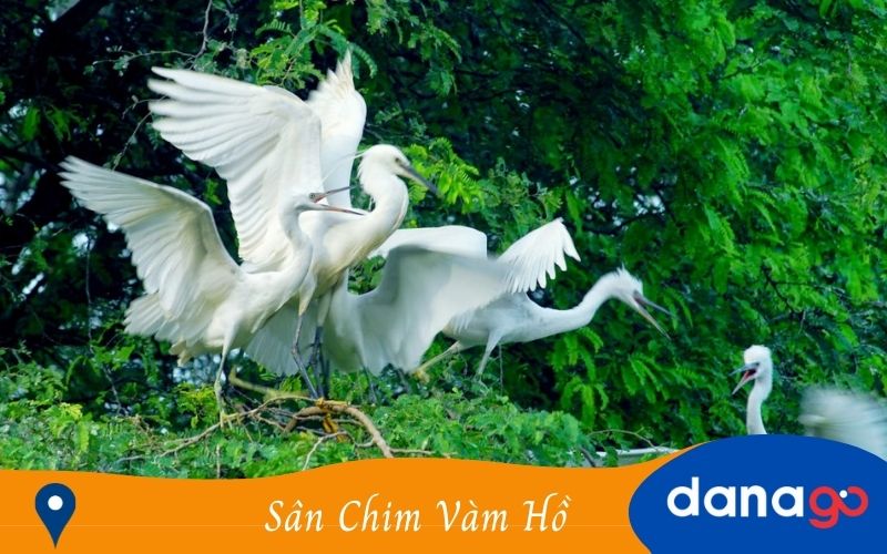 sân chim vàm hồ