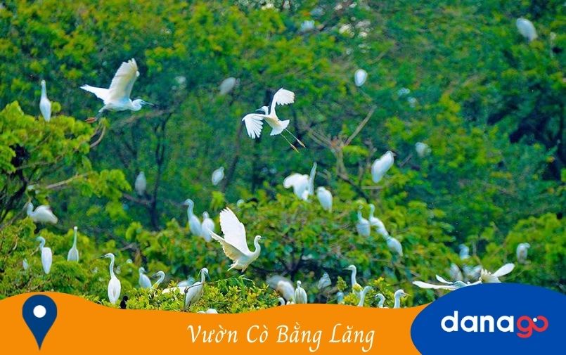 Vườn Cò Bằng Lăng