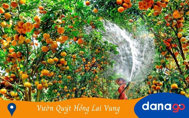 vườn quýt hồng lai vung