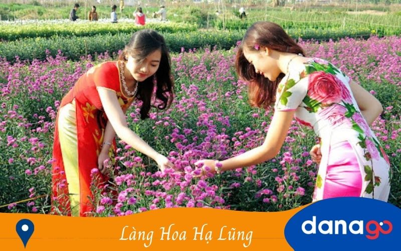 làng hoa hạ lũng