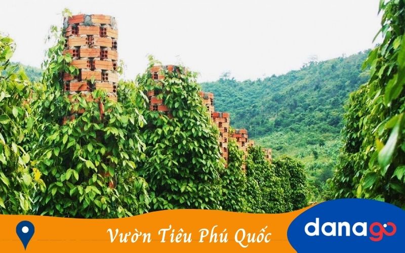 Vườn tiêu Phú Quốc