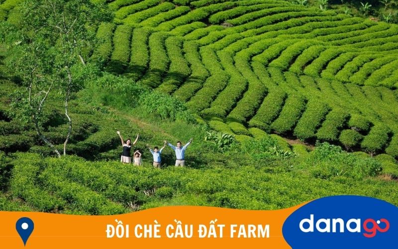 đồi chè cầu đất farm