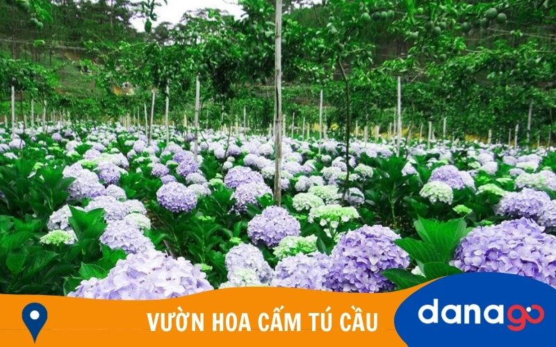 vườn hoa cẩm tú cầu